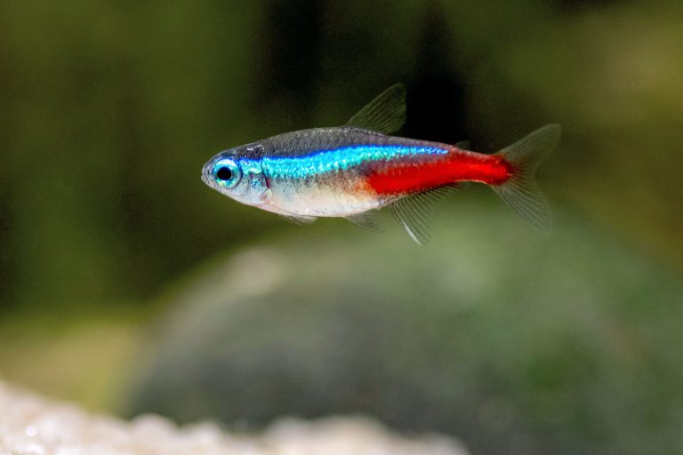 Maximize Your Neon Tetra Experience with a 5 Gallon Fish Tank