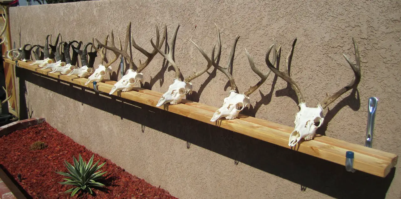 How To Clean A Deer Skull Without Boiling?