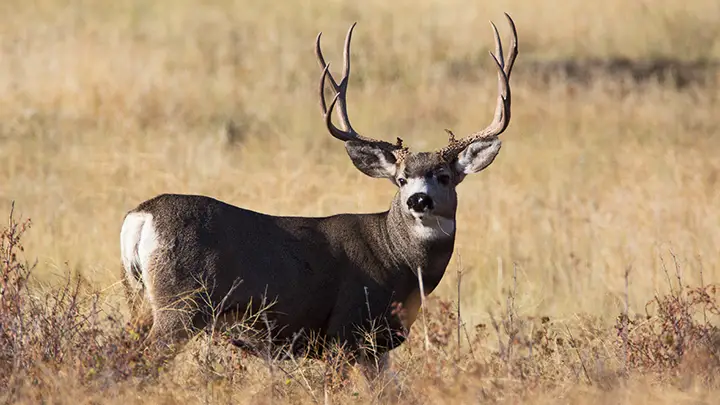 180 Class Mule Deer