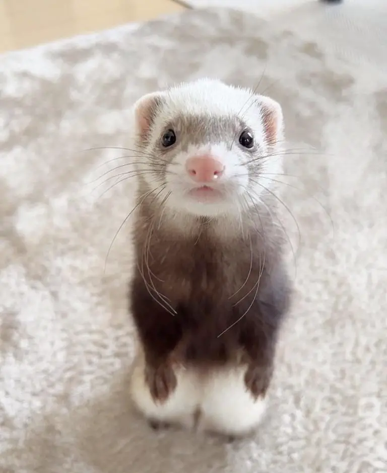 How To Keep Ferrets As Pets – A Complete Guide for Ferret Lovers