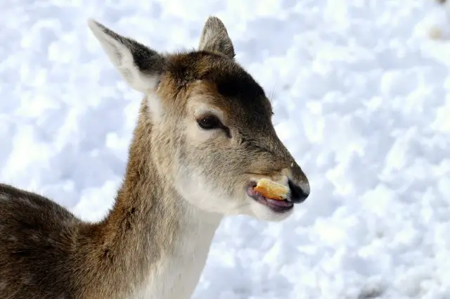 Can Deer Eat Bread