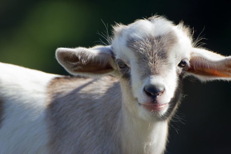 How To Easily Determine If a Baby Goat is Hungry