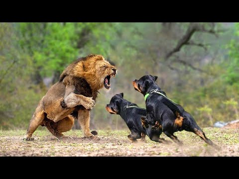 Discover the 12 Dog Breeds That Can Kill a Lion & See Captivating Pictures