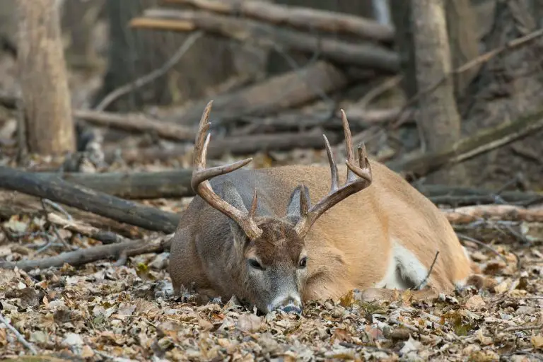 Can a Deer Sleep With Their Eyes Open?