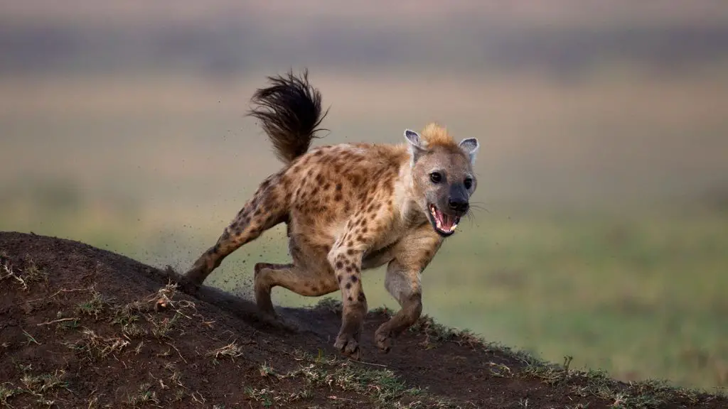 Why Are Cheetahs Scared Of Hyenas