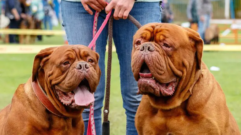 Discover the 12 Dog Breeds That Can Kill a Lion & See Captivating Pictures