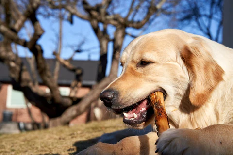 How To Soften Deer Antlers For Dogs