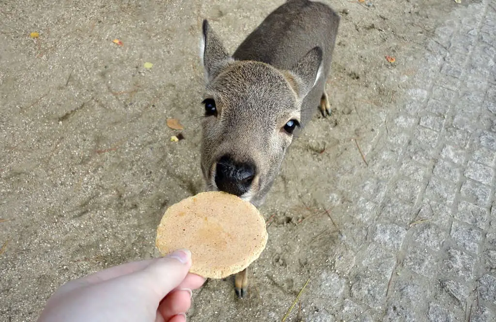 Can Deer Eat Crackers