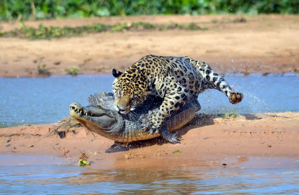 Why Do Jaguars Attack Crocodiles