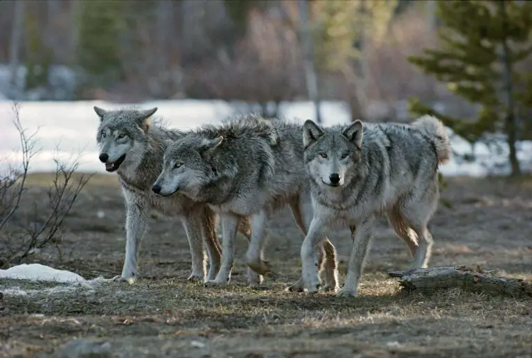 Can Wolves Get Kicked Out Of Their Pack?