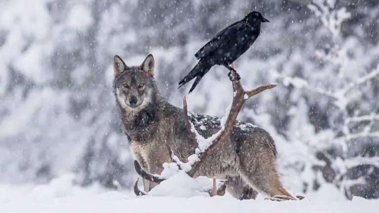 Why Do Ravens Follow Wolves?