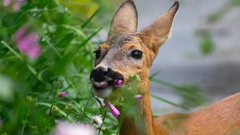 Can Deer Eat Spinach?