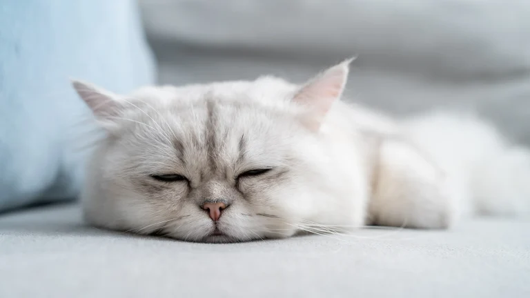 Do Cats Get Exhausted After Playing?