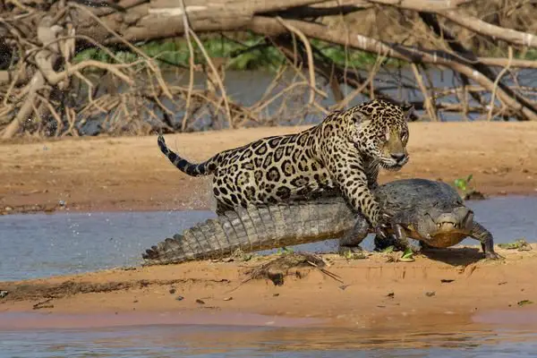 Why Do Jaguars Attack Crocodiles