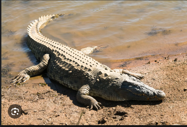 Do Crocodiles Move Slowly Over Land? Yes Or No?