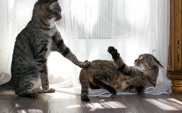 Why Do Cats Poop When Fighting?