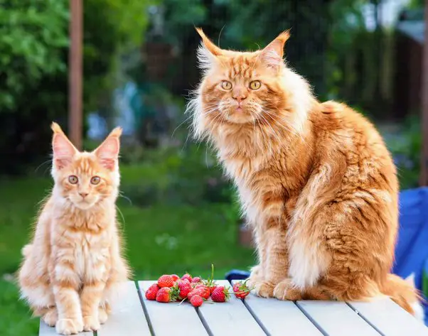 Do Male Cats Recognize Their Kittens?