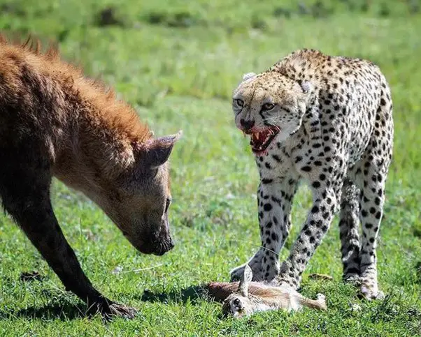 Why Are Cheetahs Scared Of Hyenas?