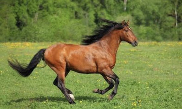 How Fast Can a Mustang Horse Run