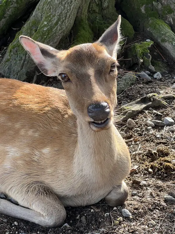 How to Tame a Deer