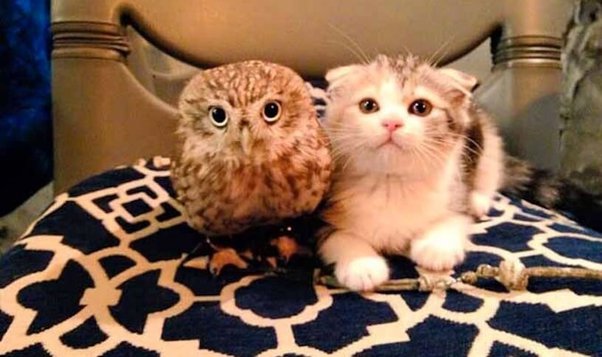 Why Do Owls Look Like Cats?