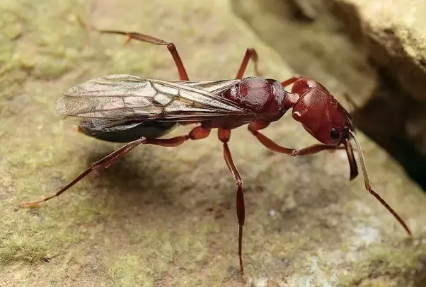 Can Ants Survive Without Oxygen?