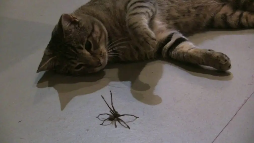 Discover if Cats Eat Spiders