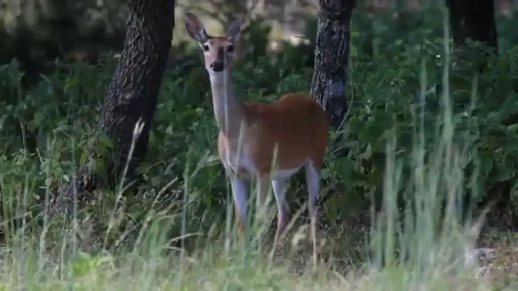 Why Do Deer Blow