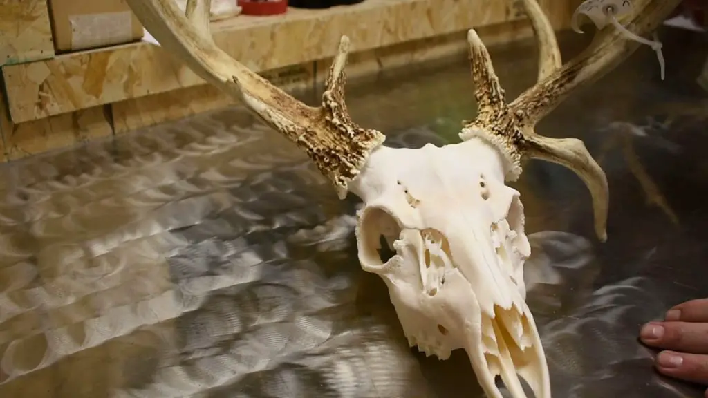 How To Clean A Deer Skull Without Boiling