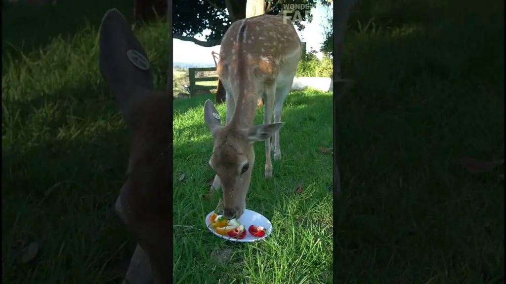 Do Deer Eat Peppers