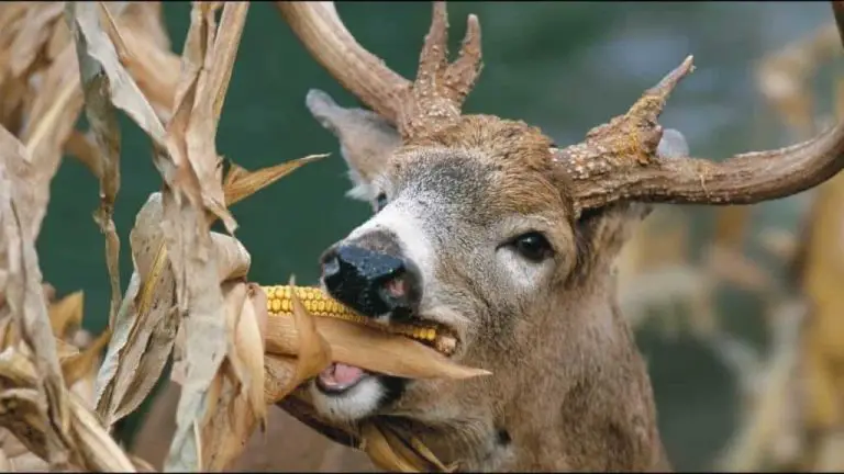 Can You Plant Deer Corn?