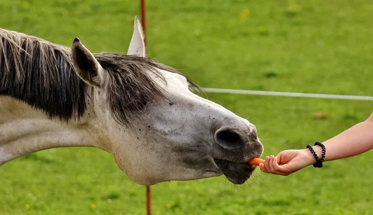 Can Horses Eat Plums?