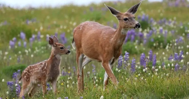 How Long Do Deer Live?