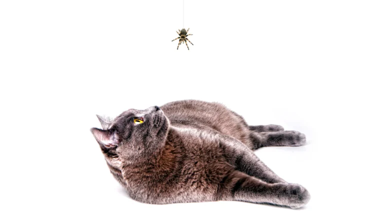 Discover if Cats Eat Spiders: The Truth Behind Toxic Insects or Healthy Treats!