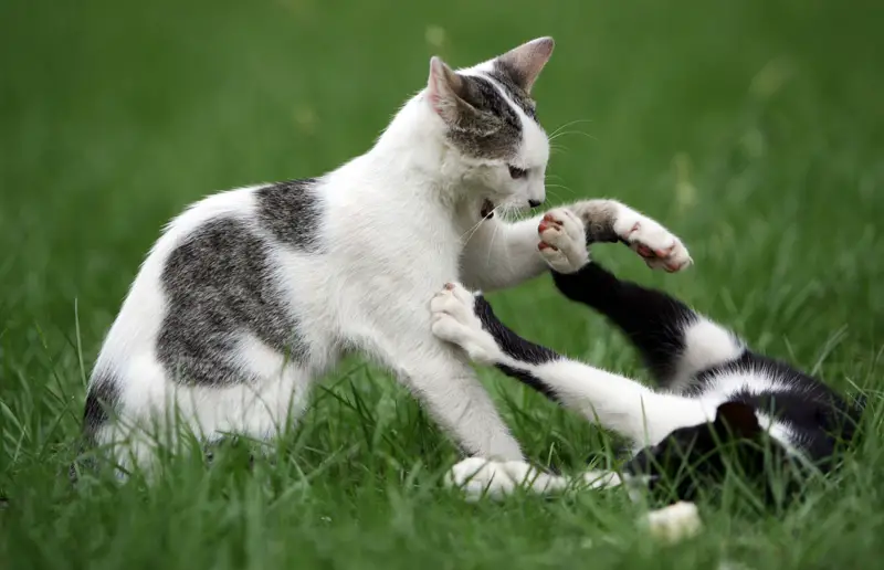 Cats' Kicking Obsession: Unveiling the Mysterious Motives Behind