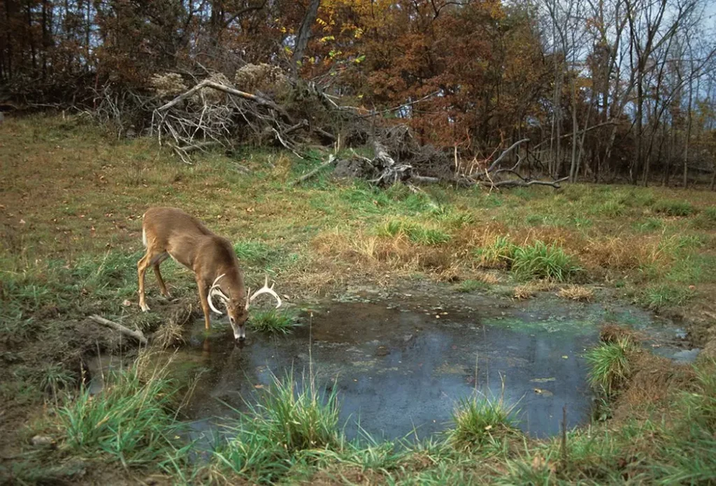 Do Deers Pant When They Sense Water