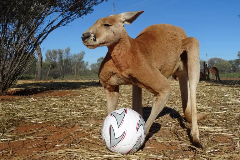 Why Do Kangaroos Love Ball Play? Find Out Now!