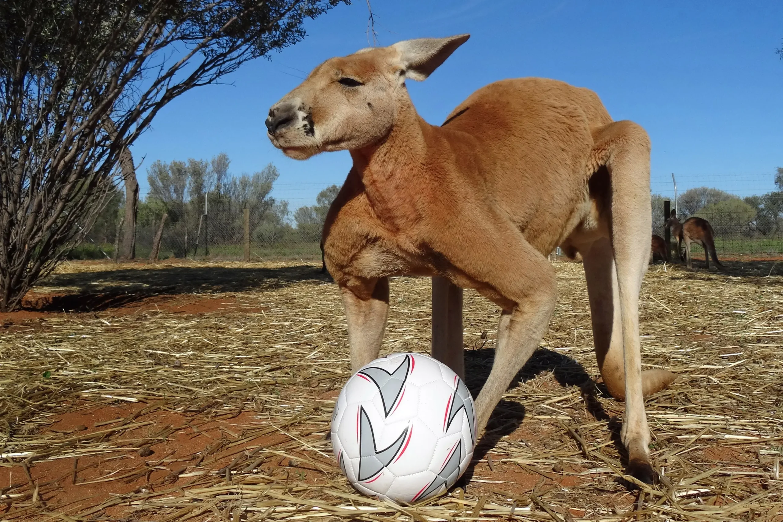 Why Do Kangaroos Love Ball Play