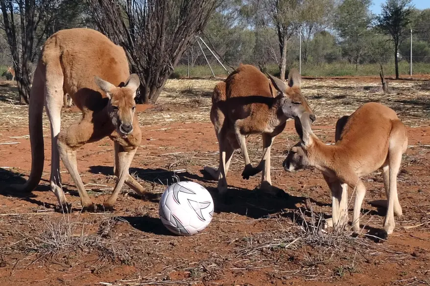 Why Do Kangaroos Love Ball Play