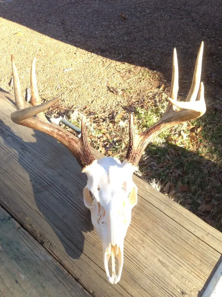 How To Bleach A Deer Skull