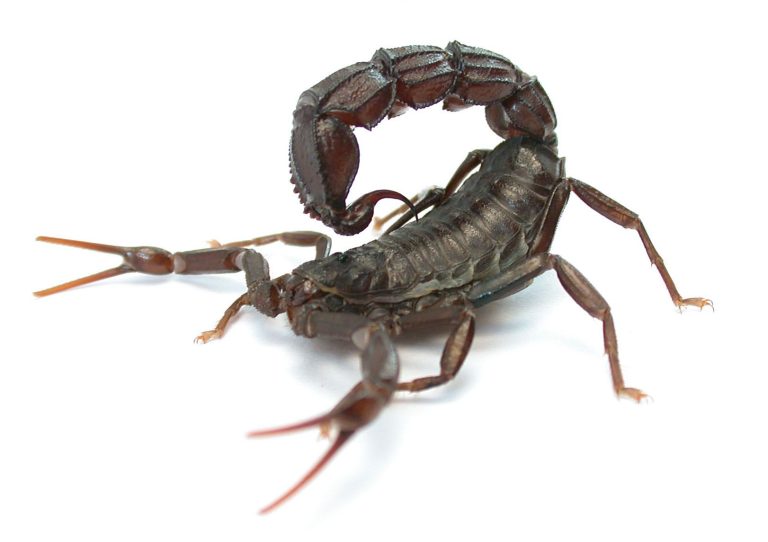 Can Scorpions Sting Themselves?