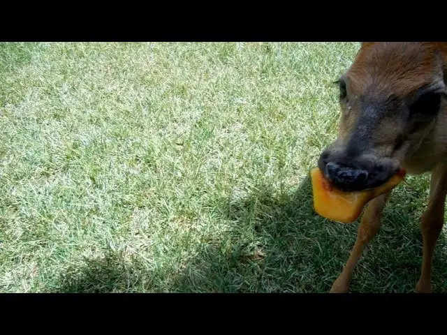 Do Deer Eat Peaches?