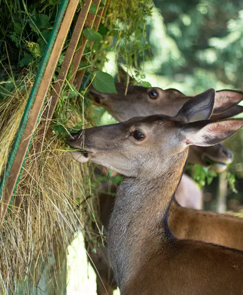 Can Deer Eat Hay