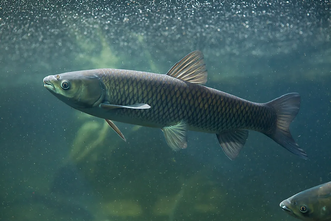 Types of Fish Found in the River