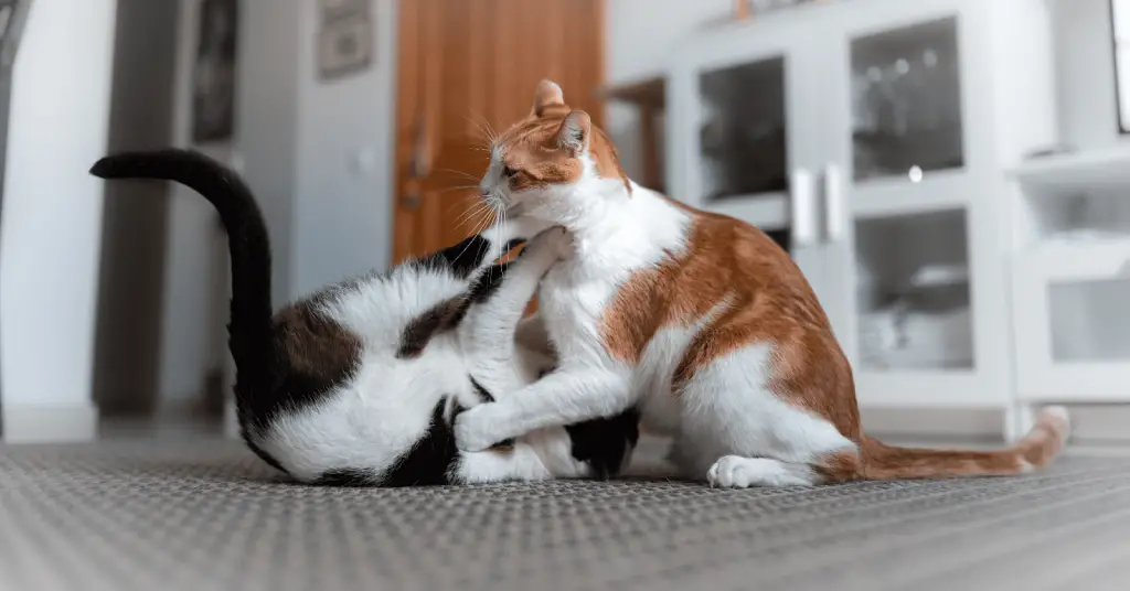 Discover the Surprising Reason Behind Why Kittens Play Fight So Much