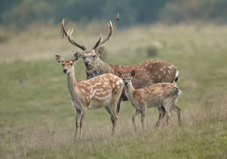 What Do You Call a Male And Female Deer?