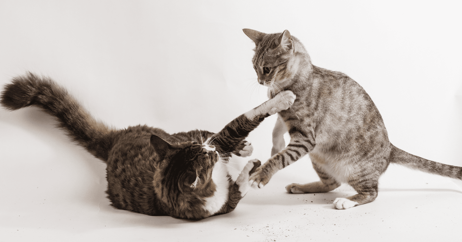 Discover the Surprising Reason Behind Why Kittens Play Fight So Much