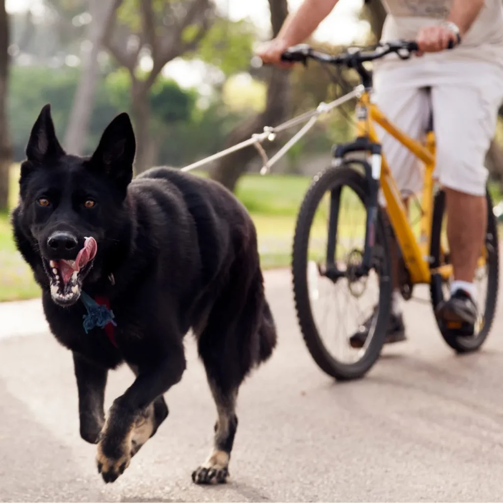 How Much Can German Shepherds Pull