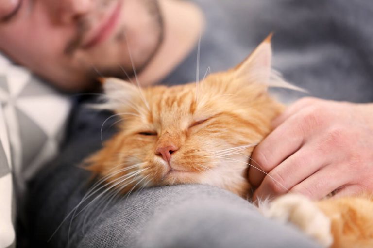 6 Powerful Ways to Make Your Cat Less Clingy