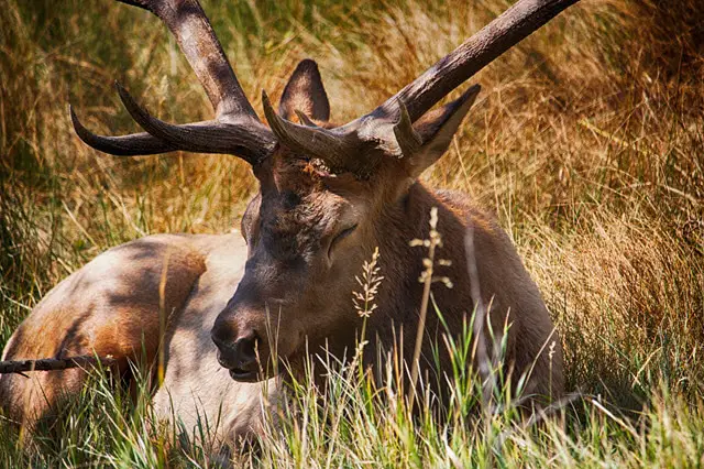 Can a Deer Sleep With Their Eyes Open